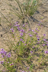 Thymus pallasianus