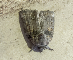 Bryophila rectilinea