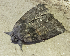 Bryophila rectilinea