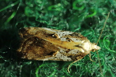 Acleris cristana
