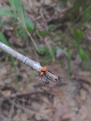 Phidippus apacheanus