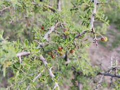 Condalia correllii