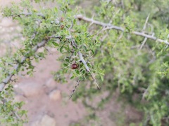 Condalia correllii