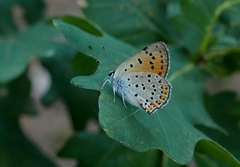 Lycaena alciphron