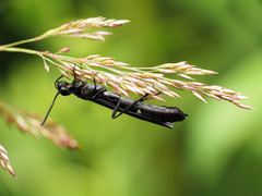 Phylloecus trimaculatus