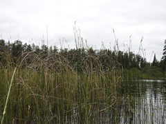 Schoenoplectus heterochaetus