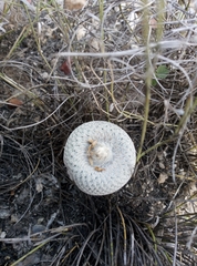 Epithelantha bokei