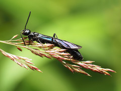 Phylloecus trimaculatus