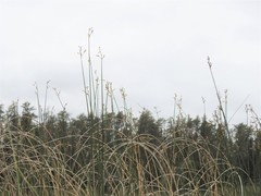 Schoenoplectus heterochaetus