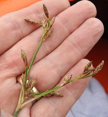 Schoenoplectus heterochaetus