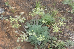 Lomatium dasycarpum