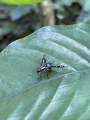 Engistoneura