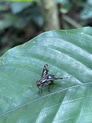 Engistoneura