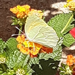 Gonepteryx cleopatra