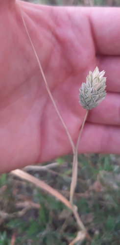 Phalaris canariensis iNat (2)