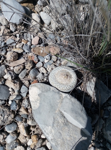 Epithelantha bokei