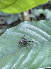 Engistoneura