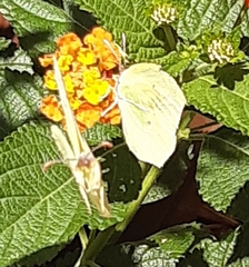 Gonepteryx cleopatra