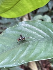 Engistoneura