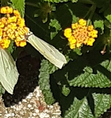 Gonepteryx cleopatra