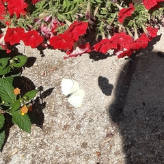 Gonepteryx cleopatra