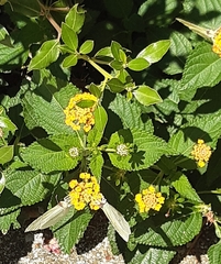 Gonepteryx cleopatra