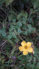 Oxalis californica