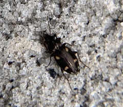 Tetragonoderus laevigatus