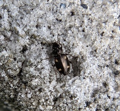 Tetragonoderus laevigatus