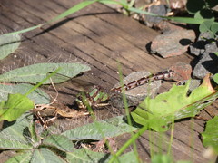 Ophiogomphus colubrinus