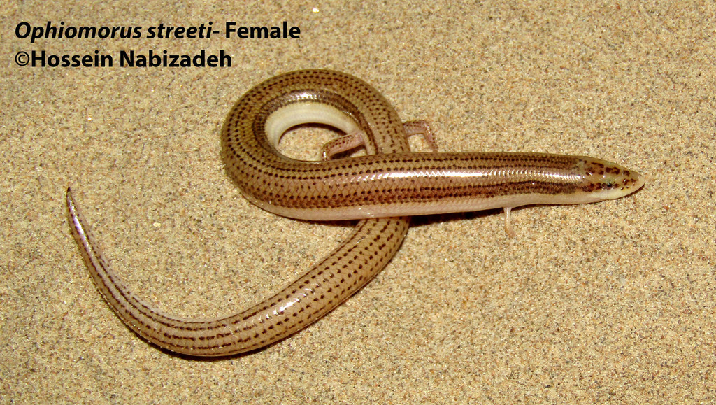 Street's Snake Skink