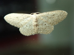 Idaea seriata
