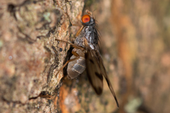 Palloptera umbellatarum