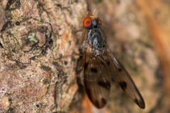 Palloptera umbellatarum