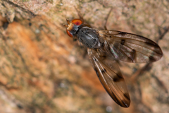 Palloptera umbellatarum