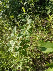 Rhamnus alnifolia