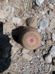 Echinocereus pectinatus pectinatus