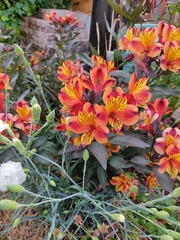 Alstroemeria aurea