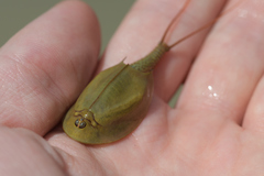 Triops cancriformis