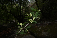 Bouvardia multiflora