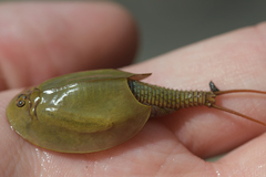 Triops cancriformis