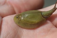 Triops cancriformis