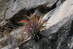 Tillandsia capitata