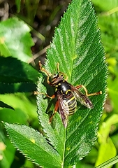 Spilomyia diophthalma