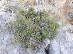Limonium multiforme