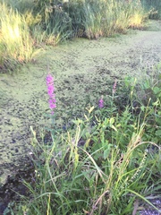 Lythrum salicaria