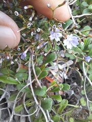 Limonium multiforme