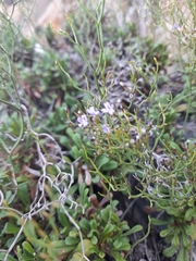 Limonium multiforme