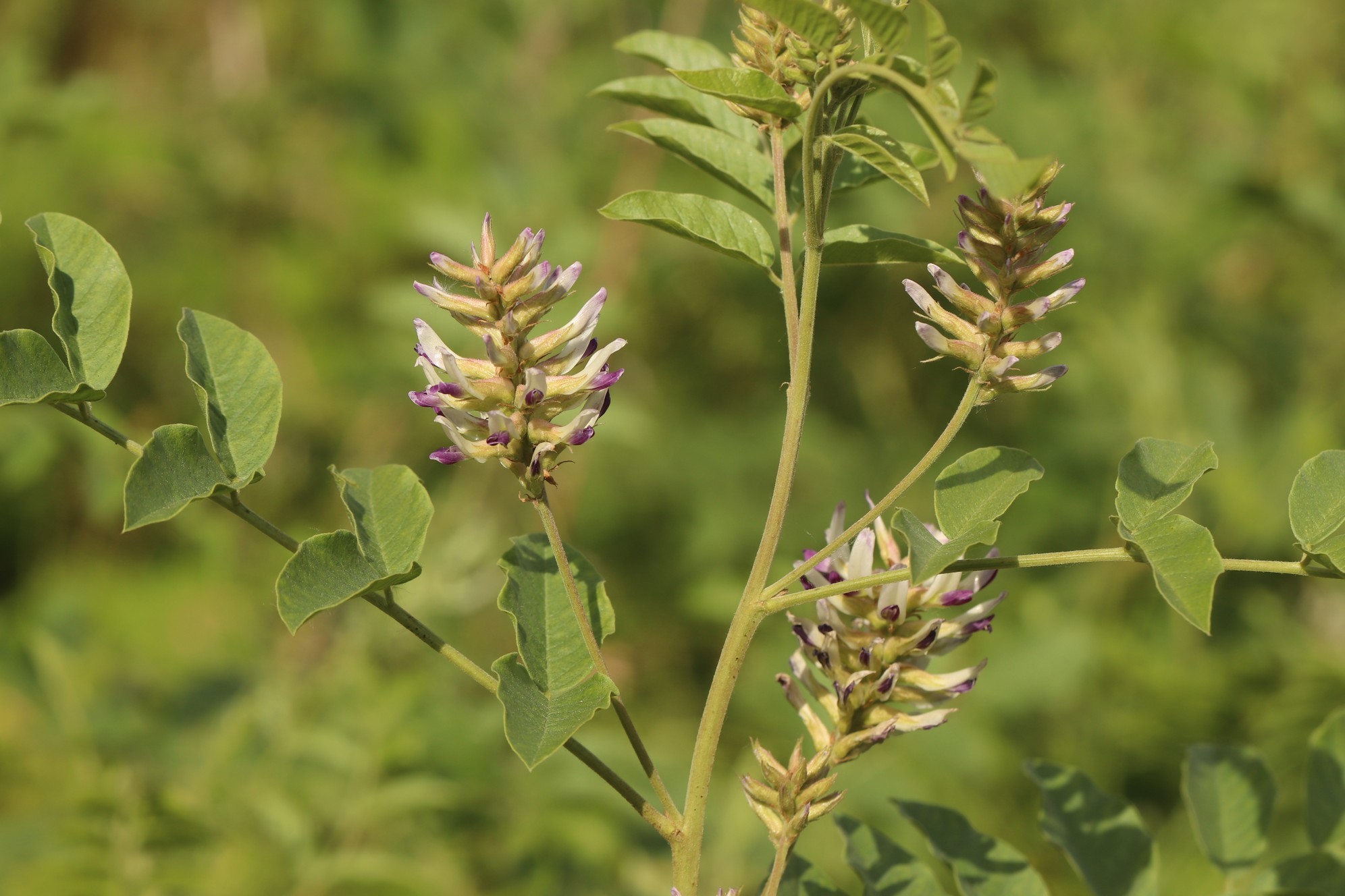Glycyrrhiza
