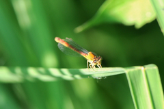 Amphiagrion
